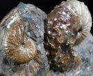 Fox Hills Ammonite Concretion - Multiple Species #2064-2
